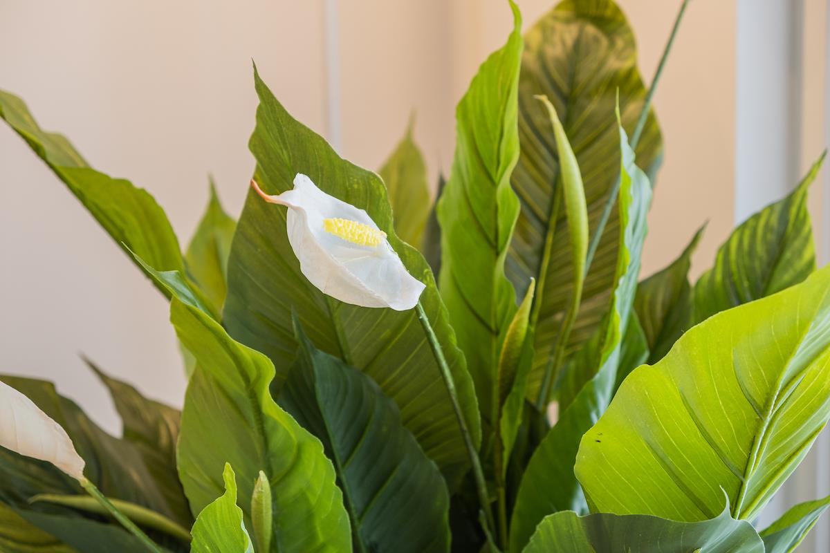 Kaksio, Snowflake Suites VI Rovaniemi, image 38